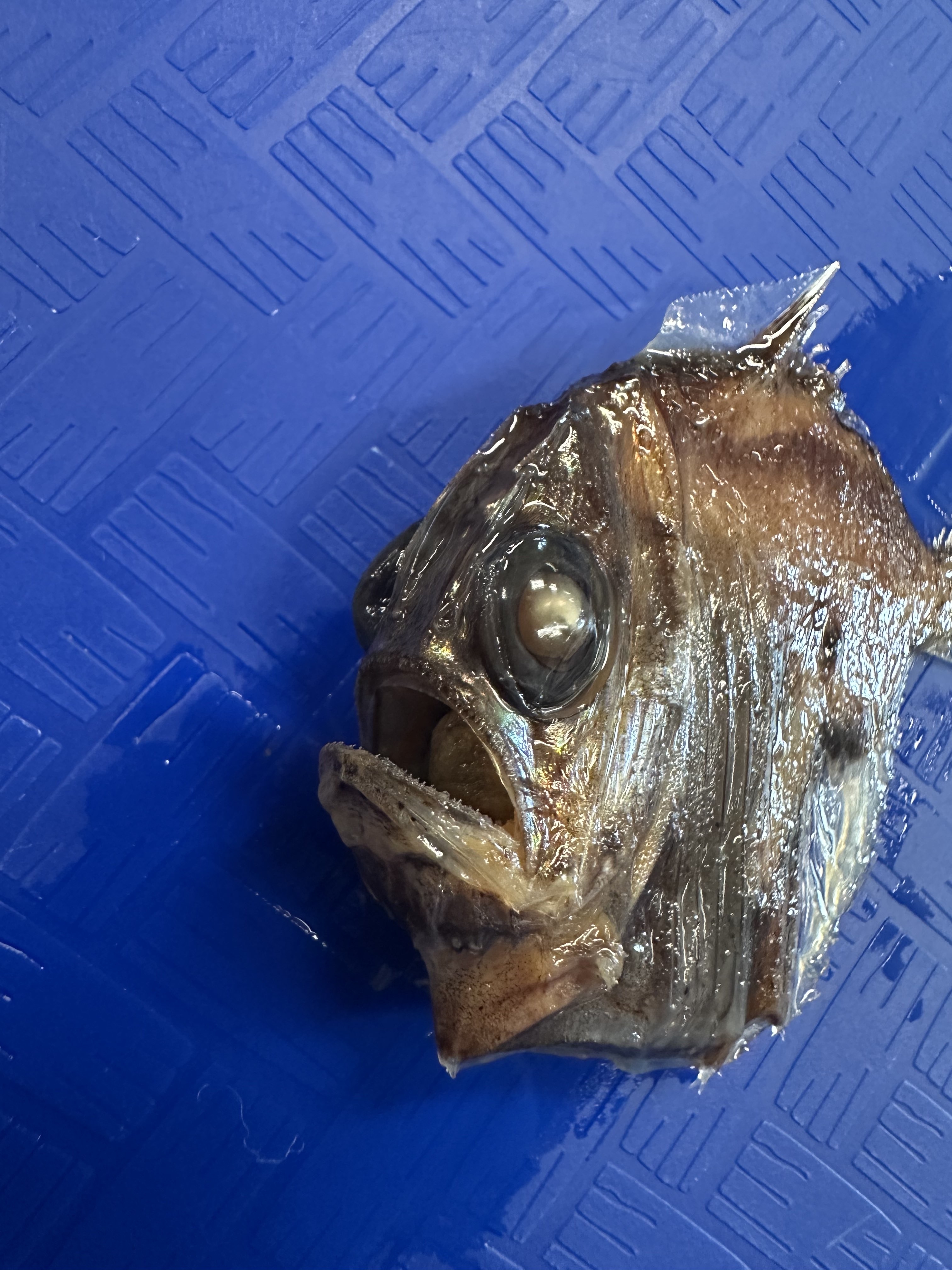 <p>Sternoptychidae (hatchet fishes)</p>
