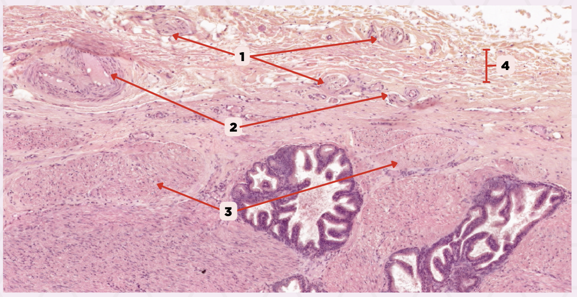 <p>Identify the structure labeled as 2.</p>