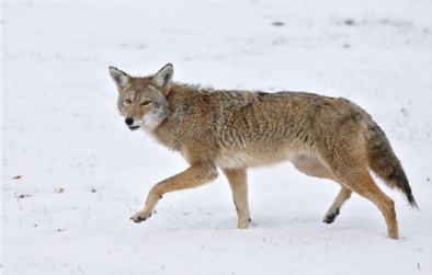 <p><span style="font-family: &quot;Times New Roman&quot;, serif;"><u><span>Canis latrans</span></u></span></p>