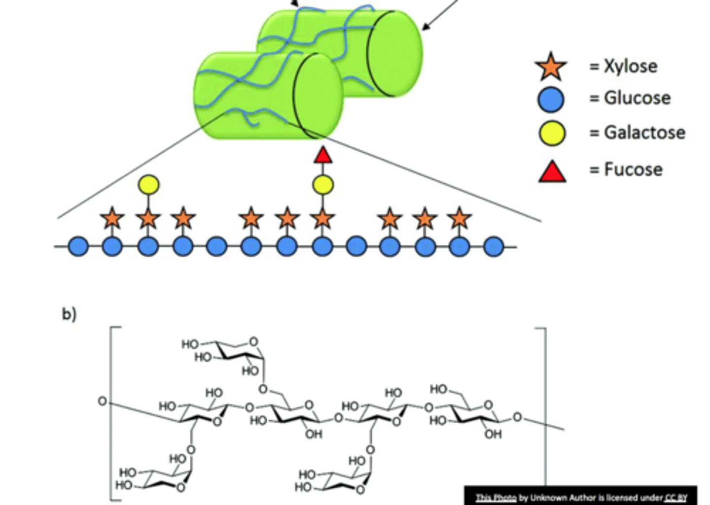 <p>- eudicots and half of the monocots</p><p>- hemicellulose tightly bound with cellulose microfibrils</p><p>- limits the extensibility</p><p>- regulates cell enlargement</p>