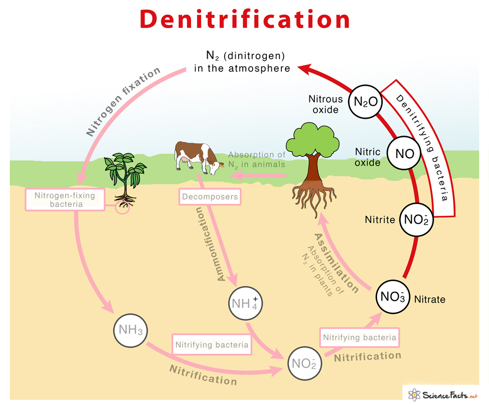 <p>Describe denitrification</p>