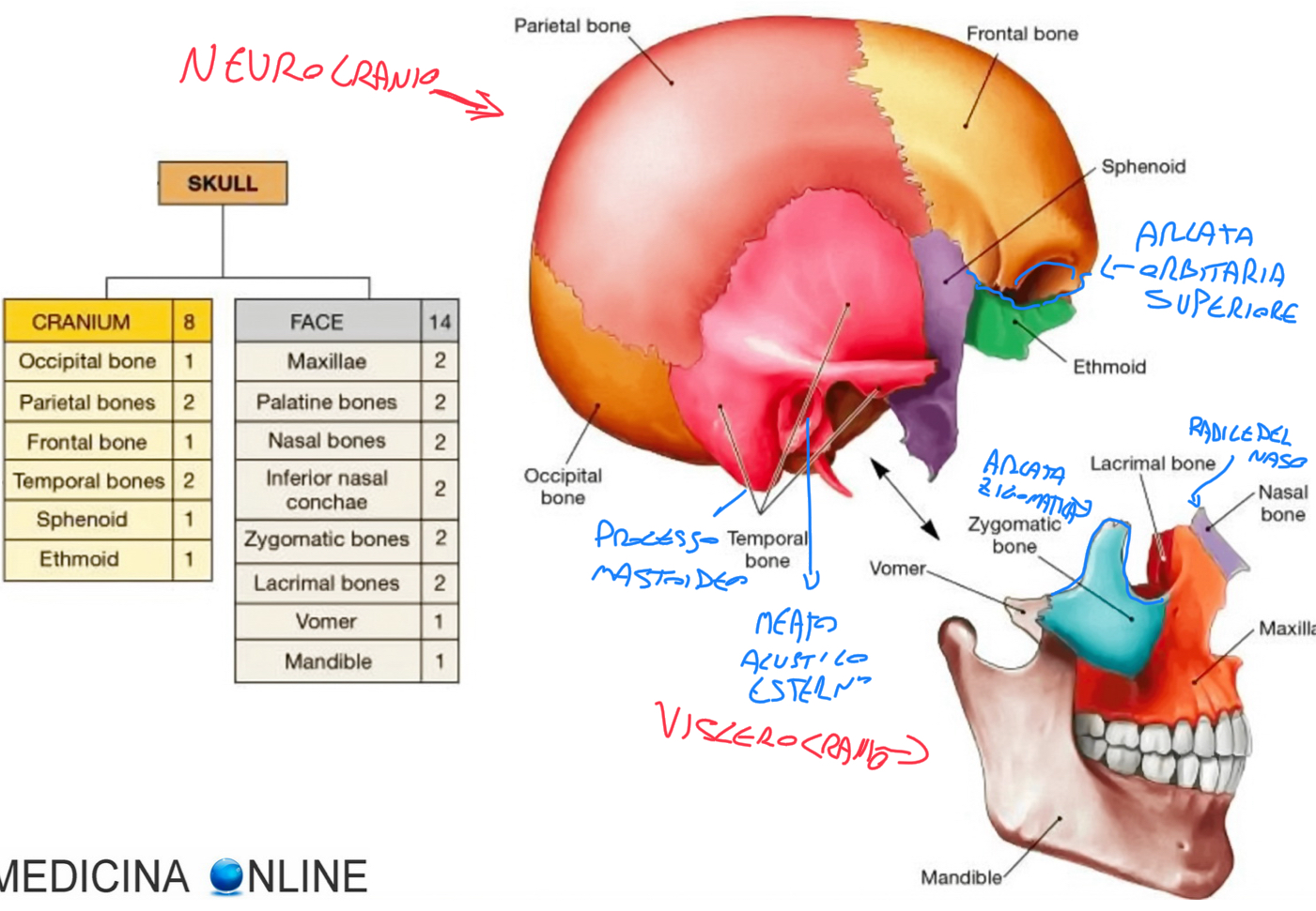 <p>Neurocranio o scatola cranica: </p><ul><li><p>Porzione dorsale e superiore</p></li><li><p>Protegge l’encefalo (che comprende telencefalo, diencefalo, cervelletto e tronco encefalico circondati dalle meningi)</p></li><li><p>Ospita gli organi di senso della vista, udito ed equilibrio</p></li></ul><p>Splancnocranio o viscerocranio (scheletro della faccia):</p><ul><li><p>Porzione ventrale e inferiore</p></li><li><p>Accoglie porzioni iniziale del digerente (cavità orale e annessi) e respiratorio (cavità nasali e paranasali)</p></li><li><p>Ospita organi di senso del gusto e dell’olfatto.</p></li></ul><p>Queste due porzioni hanno origini differenti, ma sono anatomicamente in continuità tra loro. Il loro limite è dato da una linea che segue:</p><ul><li><p>Radice del naso</p></li><li><p>Arcata orbitaria superiore</p></li><li><p>Margine posteriore dell’osso zigomatico</p></li><li><p>Arcata zigomatica</p></li><li><p>Meato acustico esterno</p></li><li><p>Apice del processo mastoideo</p></li></ul><p></p><p>N.B. alcune ossa contribuiscono alla struttura di entrambe le componenti</p><p></p>