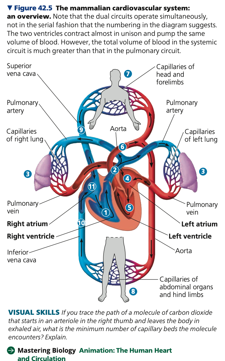 <p><strong>Mammalian Circulation</strong></p><ol><li><p><strong>____ ventricle</strong> contracts and pumps</p><p>oxygen-poor blood -&gt; <strong>pulmonary _____</strong> -&gt;</p><p>lungs</p></li><li><p>Blood flows into <strong>capillary ___</strong> in both lungs,</p><p>loading oxygen and unloading carbon</p><p>dioxide</p></li><li><p>Oxygen-rich blood returns from the lungs -&gt;</p><p><strong>pulmonary</strong>  -&gt; <strong>left ____</strong> -&gt; <strong>left _____</strong> -&gt; body tissues through the systemic circuit</p></li><li><p>Blood leaves via <strong>____</strong> -&gt; arteries throughout the body</p><ol><li><p>Aorta branches into <strong>_____ arteries</strong> which supply blood to the heart muscle itself</p></li><li><p>Aorta branches into capillary beds in the head and arms (forelimbs)</p></li><li><p>Aorta descends into abdomen -&gt; arteries -&gt; capillary beds in the abdominal organs and legs (hindlimbs)</p></li></ol></li><li><p>Within the capillary beds, throughout the body, <strong>net _____</strong>: oxygen from blood to the tissues, carbon dioxide (produced by cellular respiration) into blood.</p></li><li><p>Capillaries rejoin, forming <strong>_____</strong> -&gt; lead to <strong>veins</strong></p><ol><li><p>Oxygen-poor blood -&gt; head, neck, limbs channel into <strong>_____ vena cava</strong></p></li><li><p>Oxygen-poor blood -&gt; trunk and hindlimbs into <strong>____ vena cava</strong></p></li></ol></li><li><p><strong>Venae cavae</strong> -&gt; <strong>right ____</strong> -&gt; <strong>right ventricle</strong></p></li></ol>