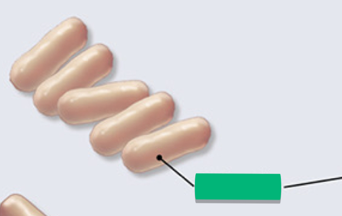 <p>What is the arrangement of this prokaryotic cell?</p>