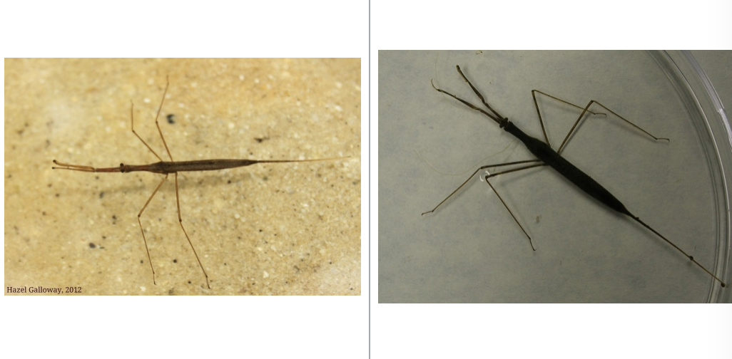 <p>importance: C1, slow moving water bodies</p><p>ecology: eaten by fish and birds</p><p>life: IM, eggs laid in mud</p><p>feeding: carnivorous</p>