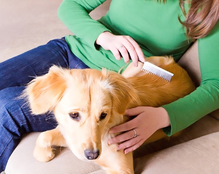 <p>Barbara has a two dogs. She feeds them, plays with them, brushes them and takes them for a walk. She <strong>looks after</strong> her dogs well.</p><p><span>|lʊk ˈɑftə|</span></p><p>Заботиться</p>