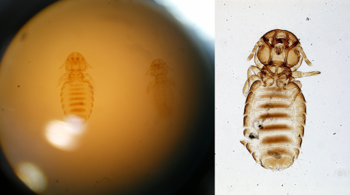 <p>Bovicola bovis - flat face chewing louse. cattle. feeds on skin debris. itching, hair loss. <span><span>NANCY</span></span> FAVE</p>