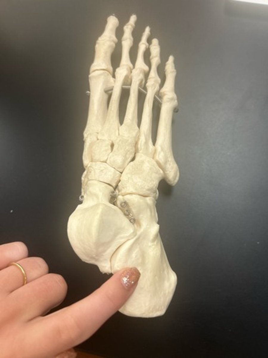 <p>name the bone</p>