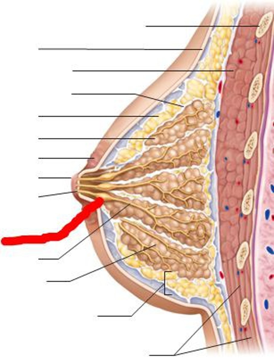 <p>under areola; dilated reservoir for milk during lactation</p>