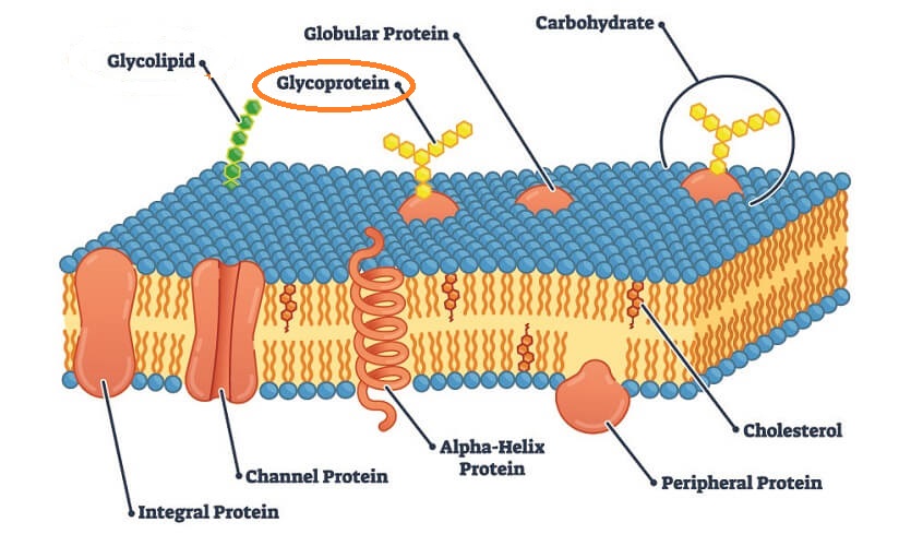 <p>Proteins that have one or more carbohydrates attached to them in branched or linear chains. The short carbohydrate chain can also be called an Ogliosaccharide</p>