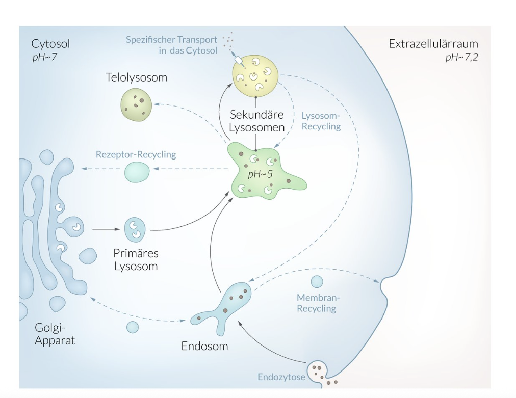 <p>B. Lysosomal enzymes</p>