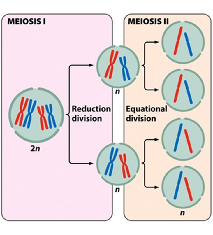 <p><span>A form of cell division that produces the haploid gametes</span></p><p><span>Start with a diploid cell</span></p><p><span>Involves 2 cell divisions</span></p><p><span>Known as reductive division</span></p>