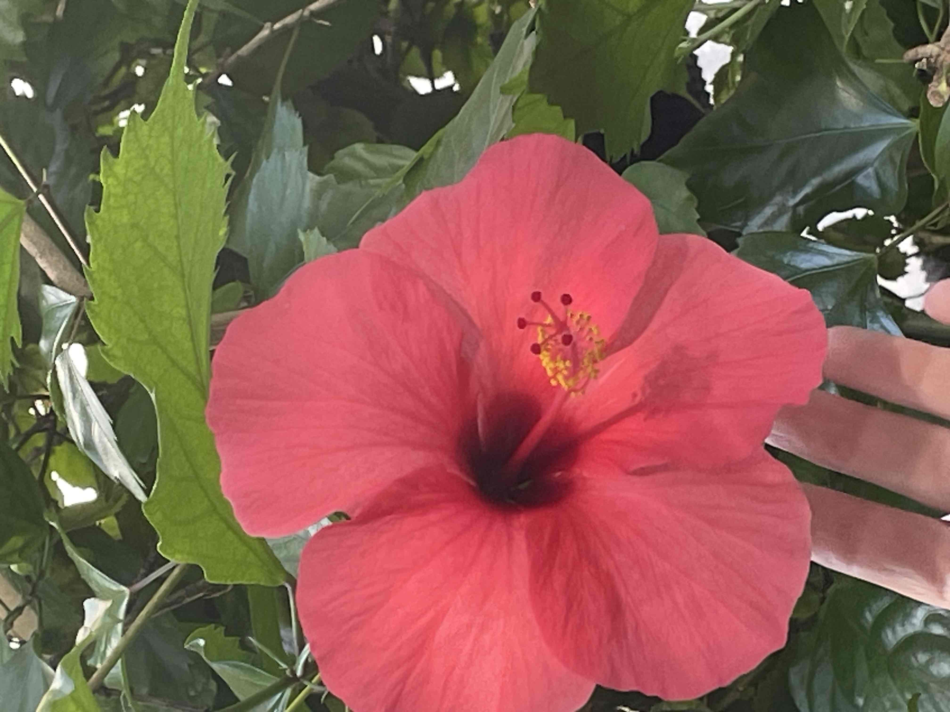 <p>Hibiscus rosa-sinensis</p>