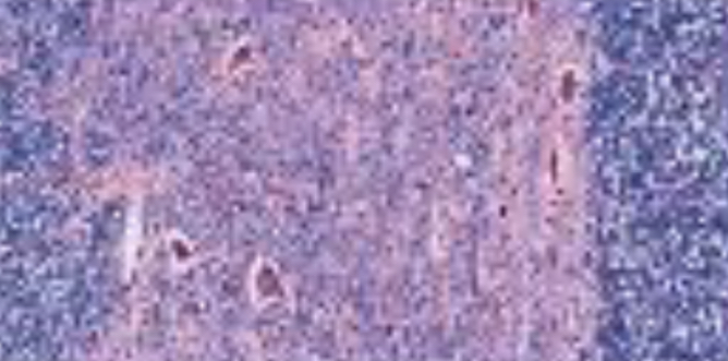 <p>Allows the propagation of electrochemical signals for communication throughout the body.</p>