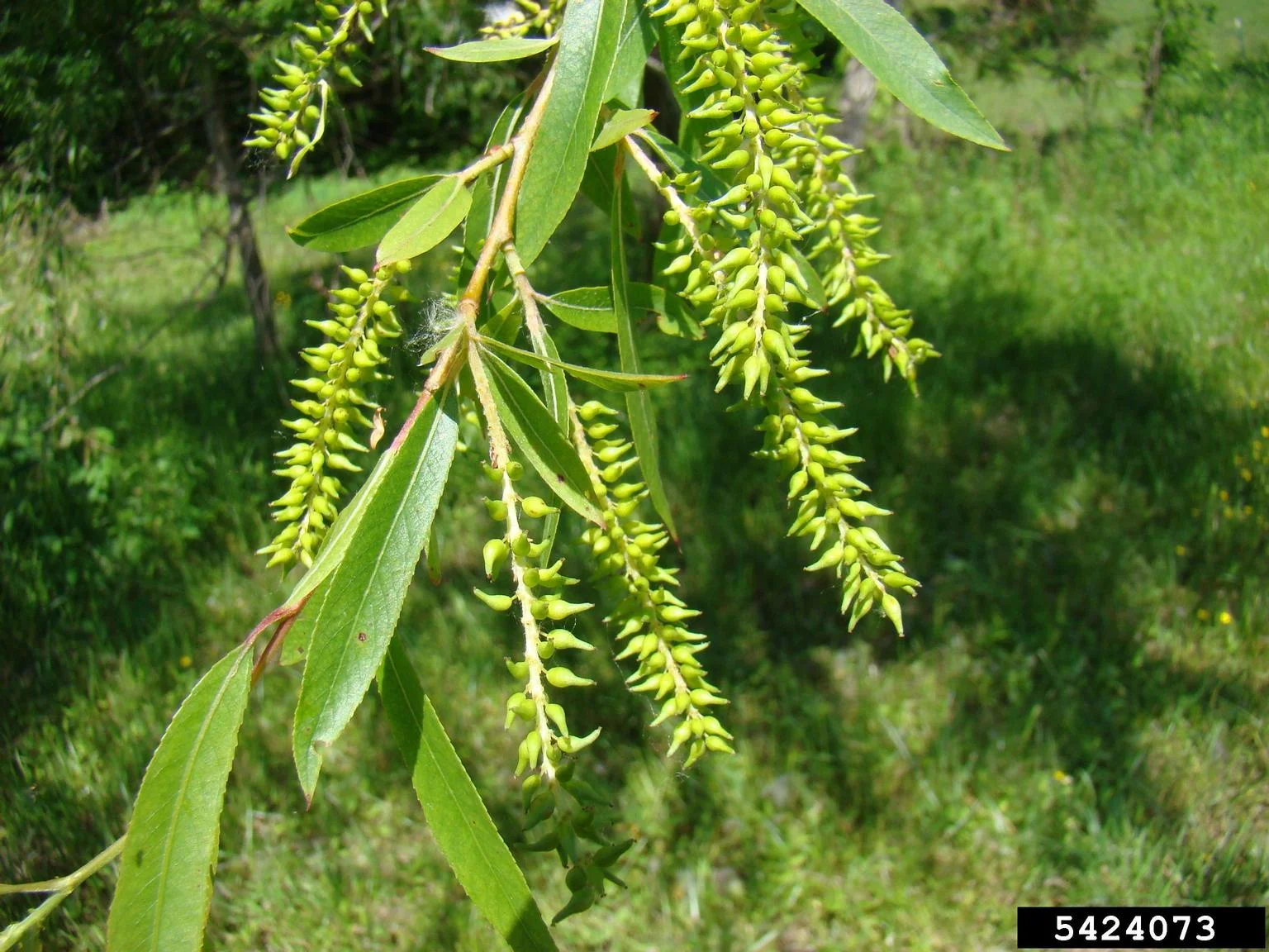 Black willow