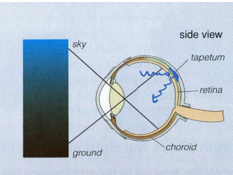 <p>a reflective surface behind the retina shown in some species like cats and lemurs (sometimes have reflective eyes in photos)</p><ul><li><p>increases sensitivity by reflecting photons back through the retina</p></li></ul><p></p>