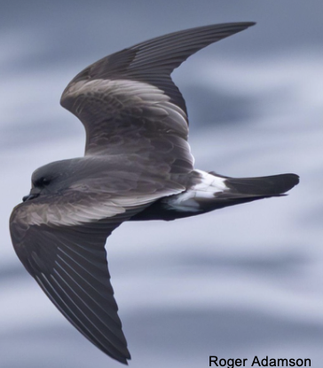 <p>Pelagic Ocean Waters</p>