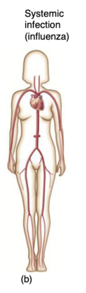 <p>infection spreads to several sites and tissue fluids usually in the bloodstream</p>