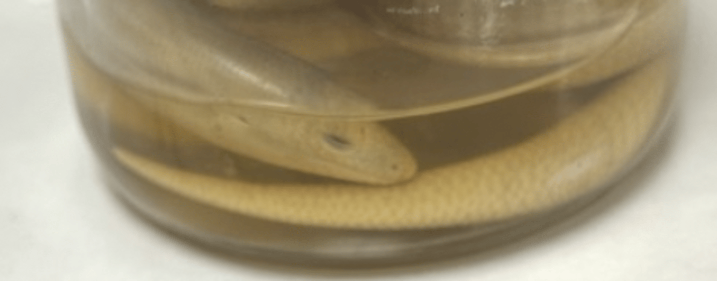 <p>how does the legless lizard differ from snakes?</p>