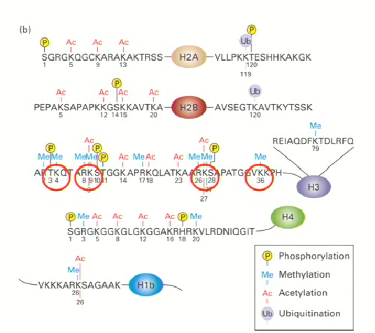 <ol><li><p>Methylation</p></li><li><p>Phosphorylation</p></li><li><p>Acetylation</p></li><li><p>Ubiquitination</p></li></ol><p></p>