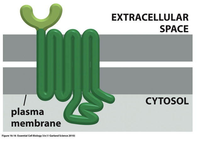 <p>7 transmembrane that spans across the lipid bilayer </p>