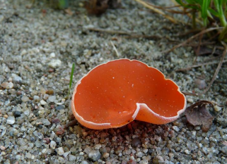 <p>-rząd: Pezizales - kustrzebkowce (Ascomycota)<br>-typowy apotecjum</p>