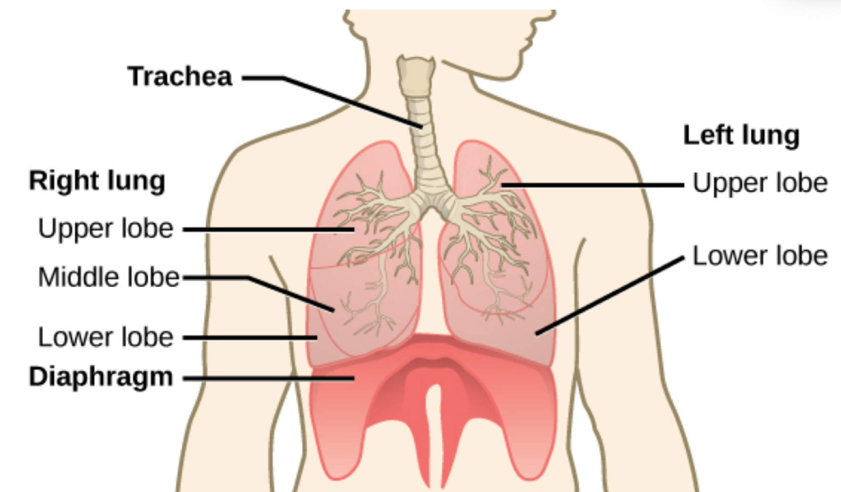 <p>lungs </p>