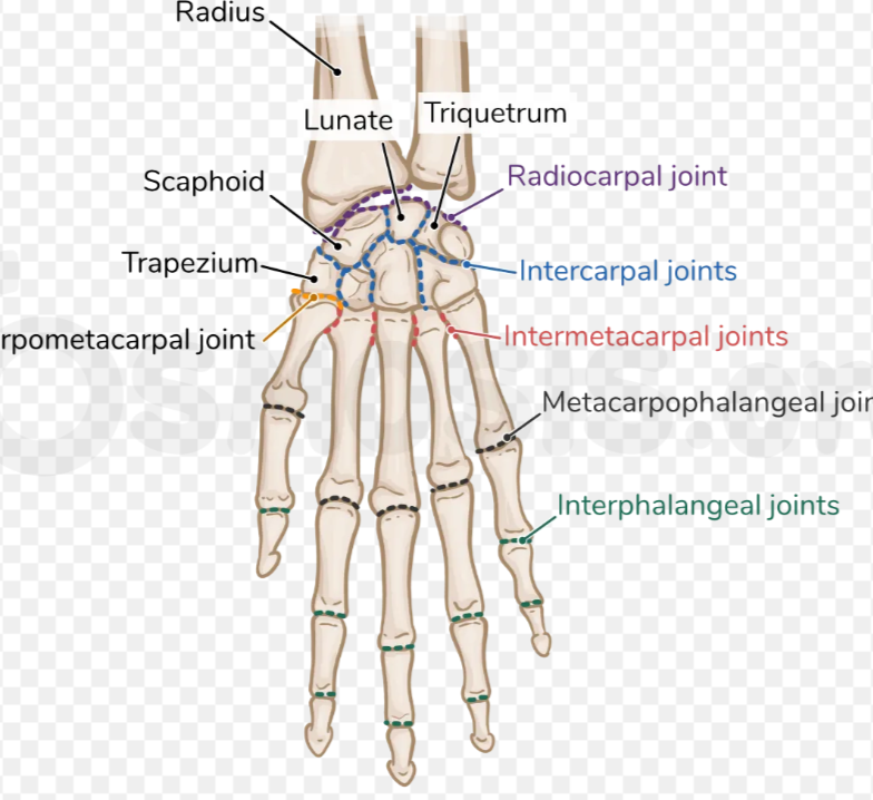 <p>Synovial gliding Joint </p>