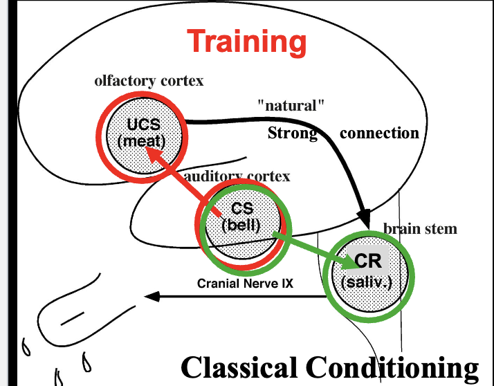 <p>Learning/Training is an increase in connectivity between neurons as a</p><p>result of simultaneous activity in those neurons (“Hebbian” Mechanisms)</p><p></p>
