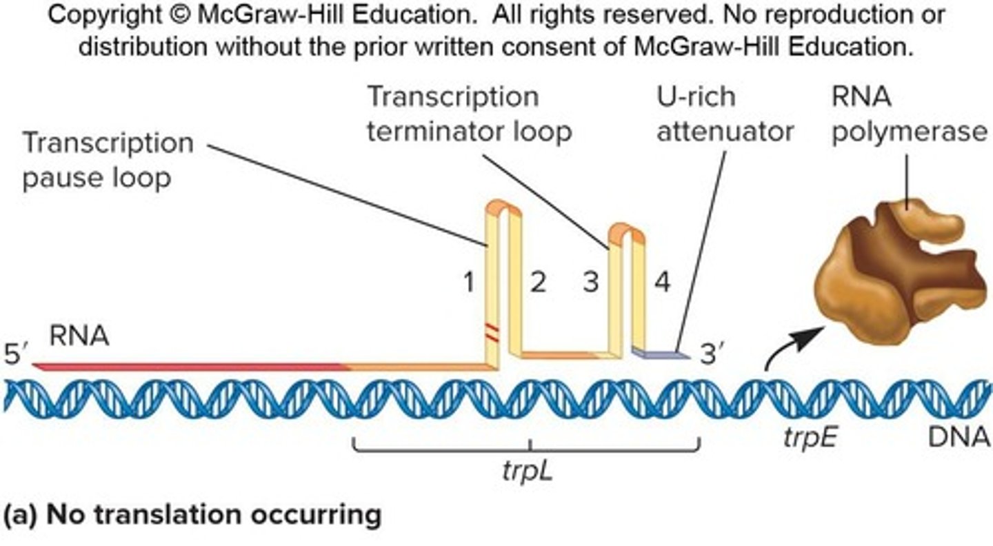 <p>Termination of transcription within the leader region depending on tryptophan levels.</p>