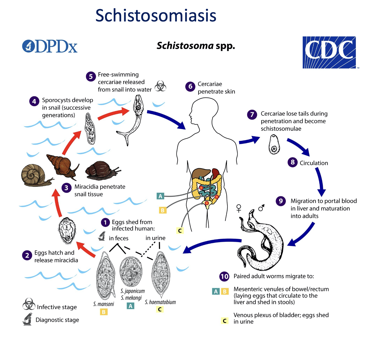 <p>1. <strong>cercariae</strong> penetrate the skin of a human that is usually in the aquatic environment like a lake.</p><p>2.The worm then loses its tail inside the host to become <strong>schistosomulae</strong>.</p><p>3. They then migrate to the liver where there is sexual reproduction of the parasite.</p><p>4.The eggs are then shed through the urine or feces and return back to the environment.</p><p>5.The eggs hatch and release the miracidia.</p><p>6.The <strong>miracidia</strong> then penetrate a snail, they then develop into free-swimming cercariae that are released from the snail.</p><p>7.The cercariae can now infect a human to start the life cycle again</p>