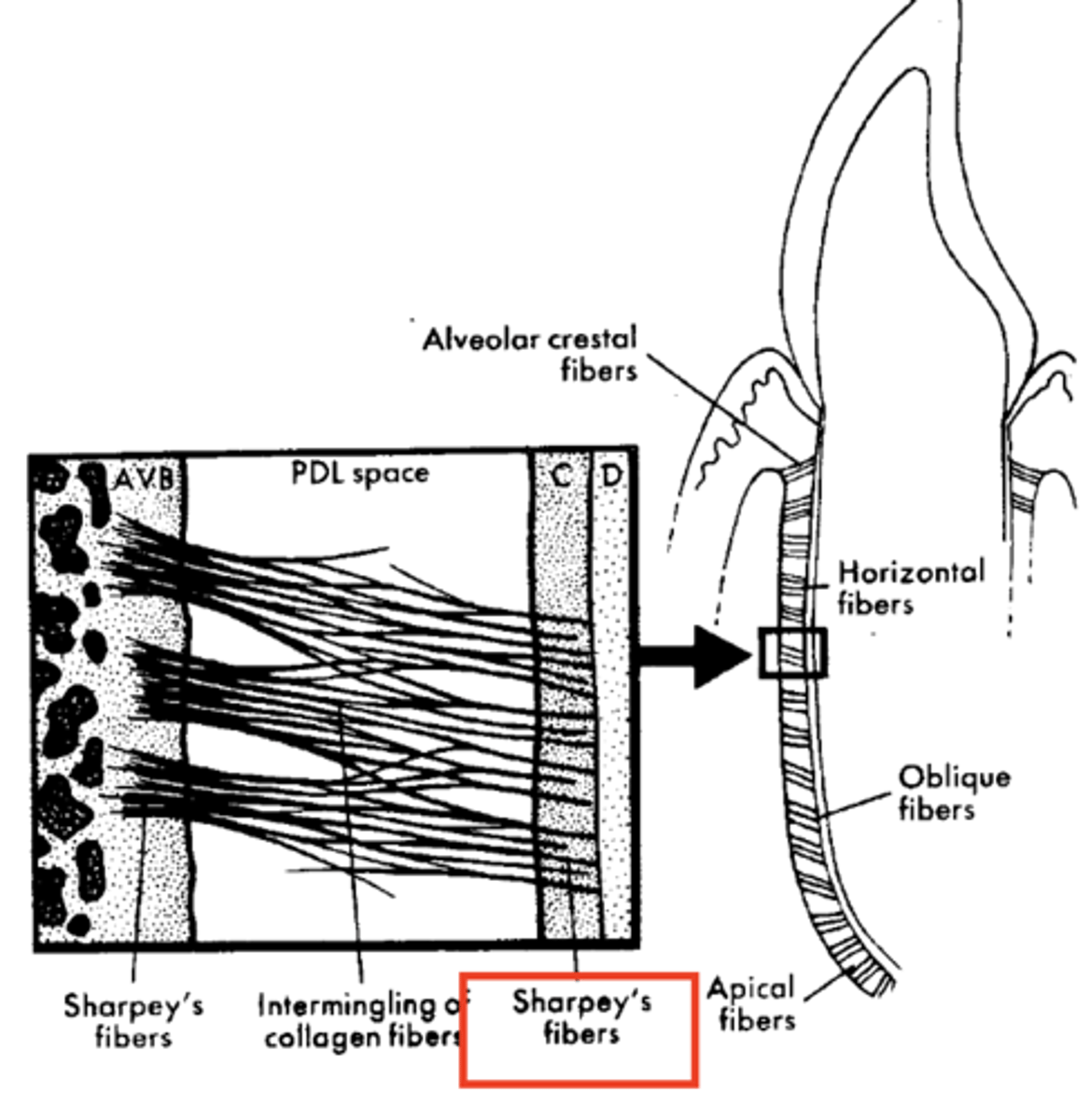 <p>anchor fibers </p><p>Terminal ends of principal fibers (in bone and cementum) outer surface becomes calcified as cementum and bone are formed</p><p>Help maintain support because of attachment in bone and cementum</p>