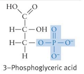 <p>When several phosphate groups are linked together, breaking O-P bonds btwn them releases large amounts of energy</p>