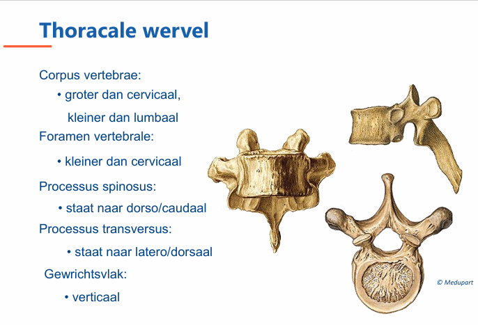 <p>processi spinosi staat caudaal.</p><p>gewrichtsvlak is verticaal</p>