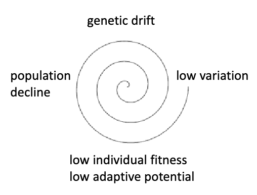 as population decreases in size, it’s vulnerability to demographic stochasticity, environmental stochasticity, and genetic factors increases

* these factors affect mortality, reproductive success, etc. pulling the species toward extinction
  * ex. heath hen