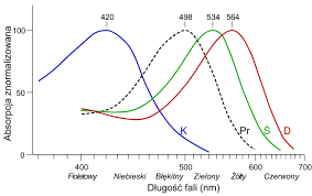 <p>czopki odp za kolory</p>