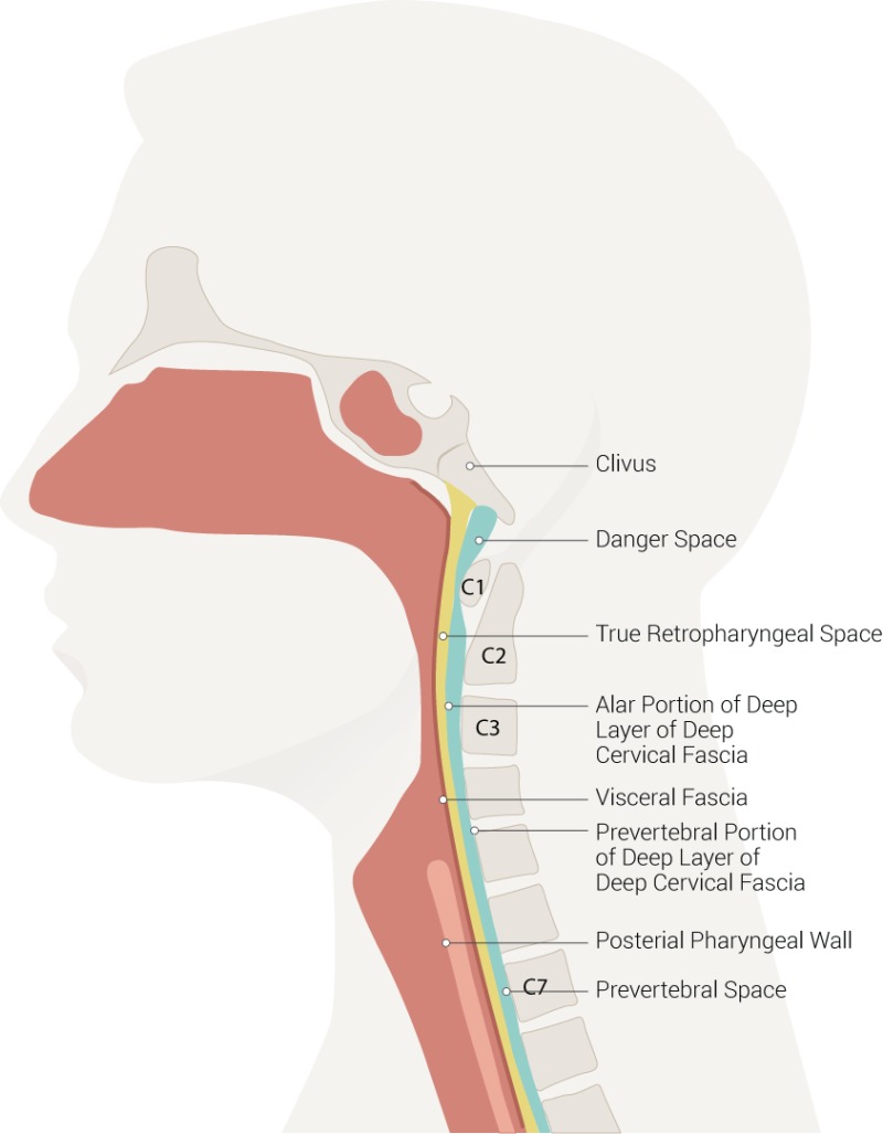 <p>Fascial spaces in neck + significance</p>