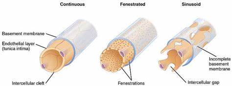 <p><strong><u>Continuous: </u></strong><span>Tightest control, most common (muscles, skin). Allow water, oxygen, nutrients, and small waste.</span></p><p><strong><u>Fenestrated:</u></strong><u> </u><span>Leaky with small holes (fenestrations) for faster exchange (intestines, kidneys). Allow larger molecules too.</span></p><p><strong><u>Sinusoidal (Discontinuous)</u>:</strong> Leakiest and largest, with big gaps for massive exchange (liver, spleen). Allow even blood cells to pass.</p><p></p>