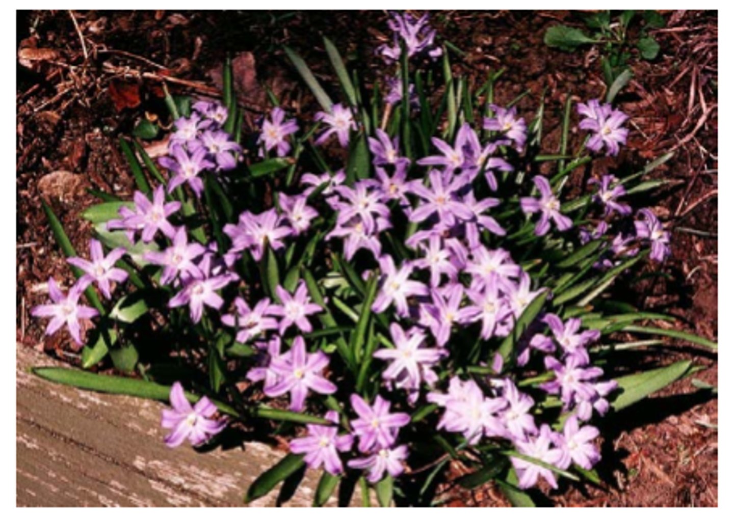 <p>-Open, upward facing sky blue flowers<br><br>yes I know I said sky blue and the pic is purple, it's all quizlet had</p>