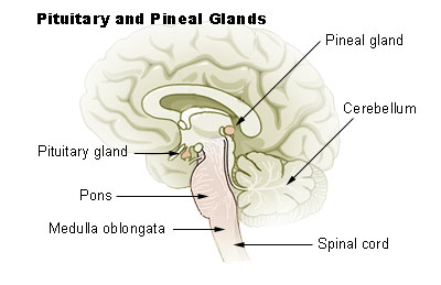 <p>Pineal gland; secretes melatonin, regulating circadian rhythms.</p>