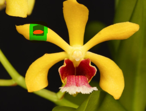 <p>broad spot of some color has another spot of a different color within it</p>