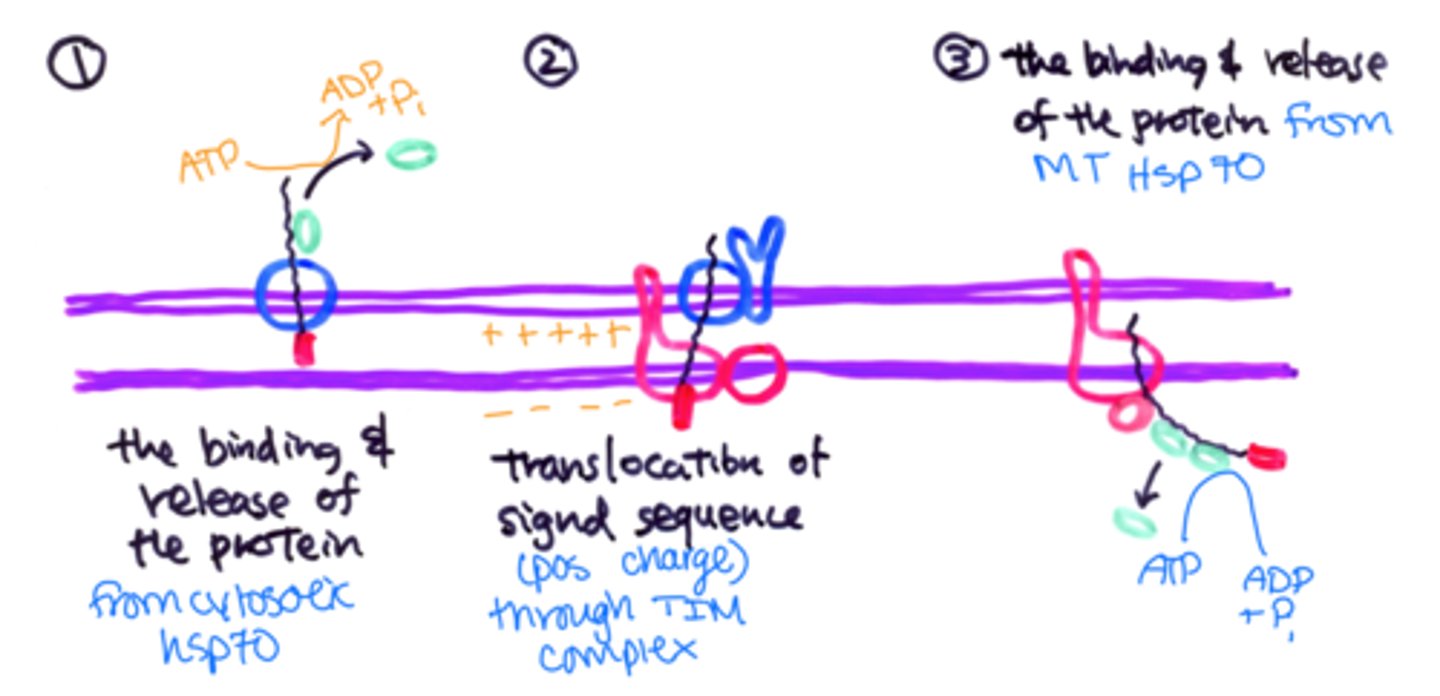 <p>1. ATP hydrolysis in the cytosol</p><p>2. Electrical H+ gradient (generated by H+ from the matrix to the intermembrane space)</p><p>3. ATP hydrolysis in the matrix space</p>