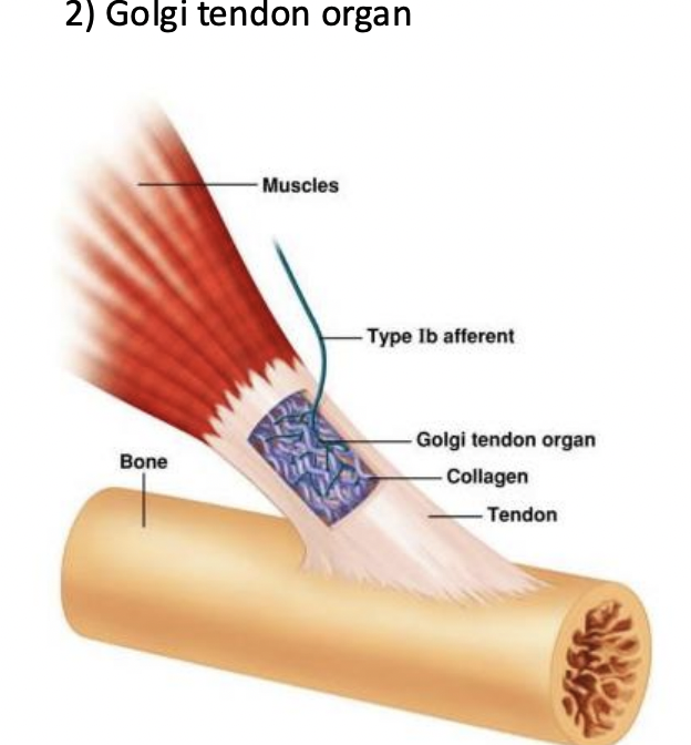 <p>lives in the connective tiisue between muscle and bone. and detects contractions. </p>