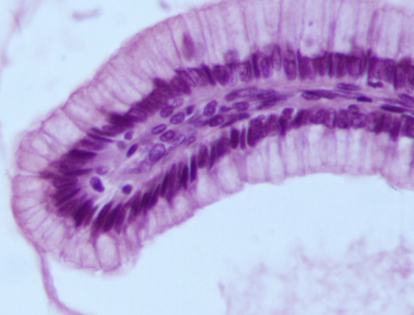 <p>what cell type is shown</p>