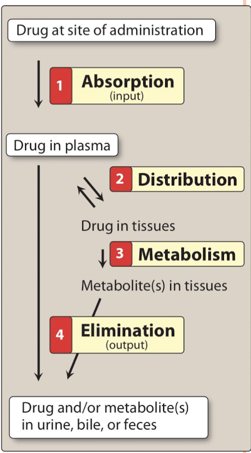 <p>Absorption, Distribution, Metabolism, and Excretion (ADME) </p>