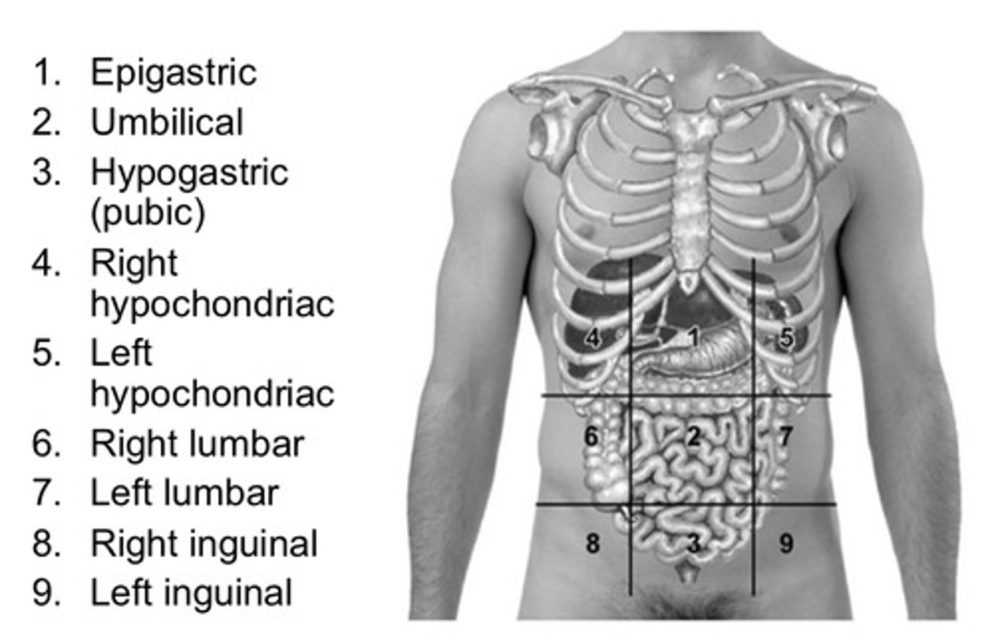 knowt flashcard image