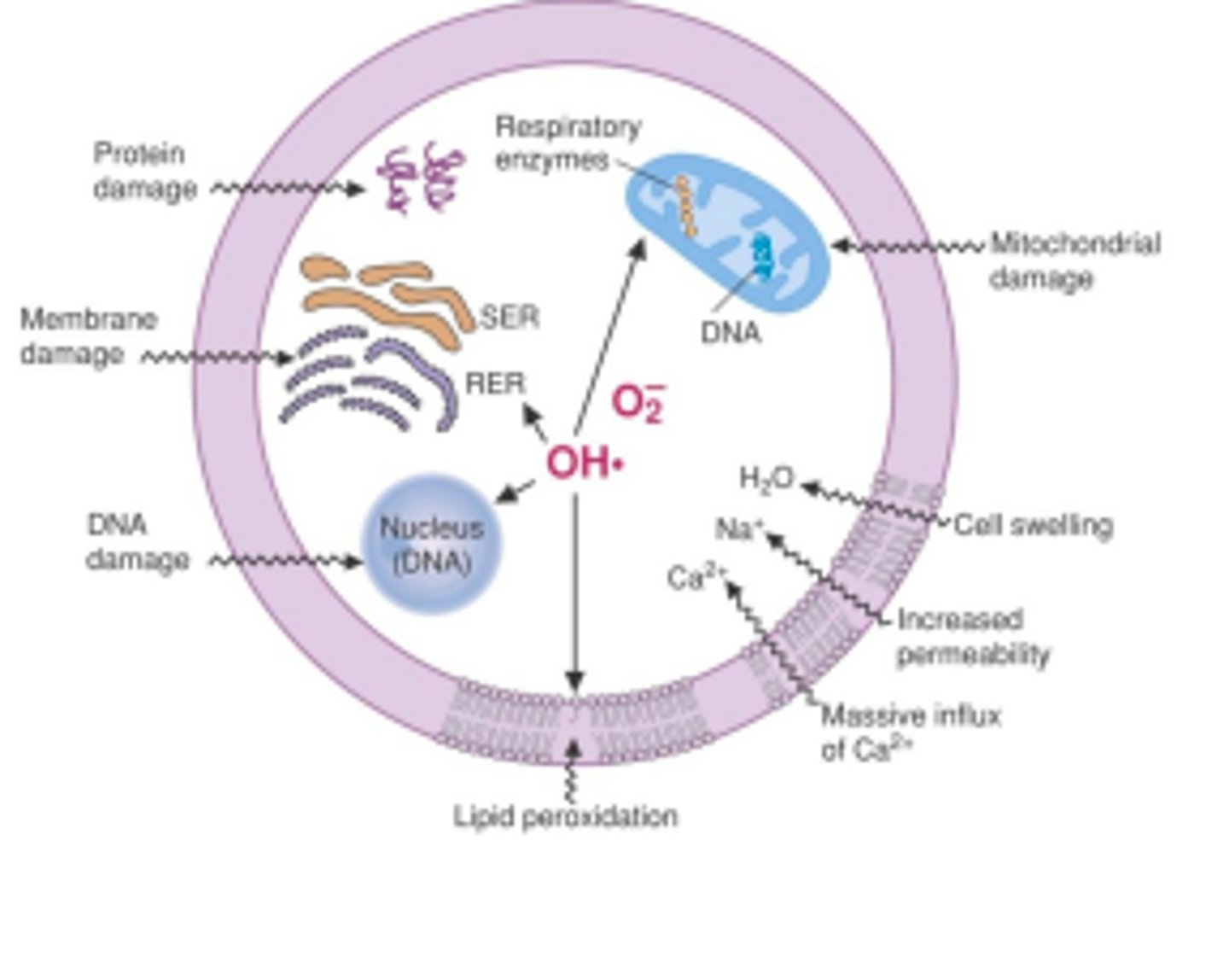 <p>Free radicals that are produced inside and outside of the cell and can cause damage to cellular components</p>