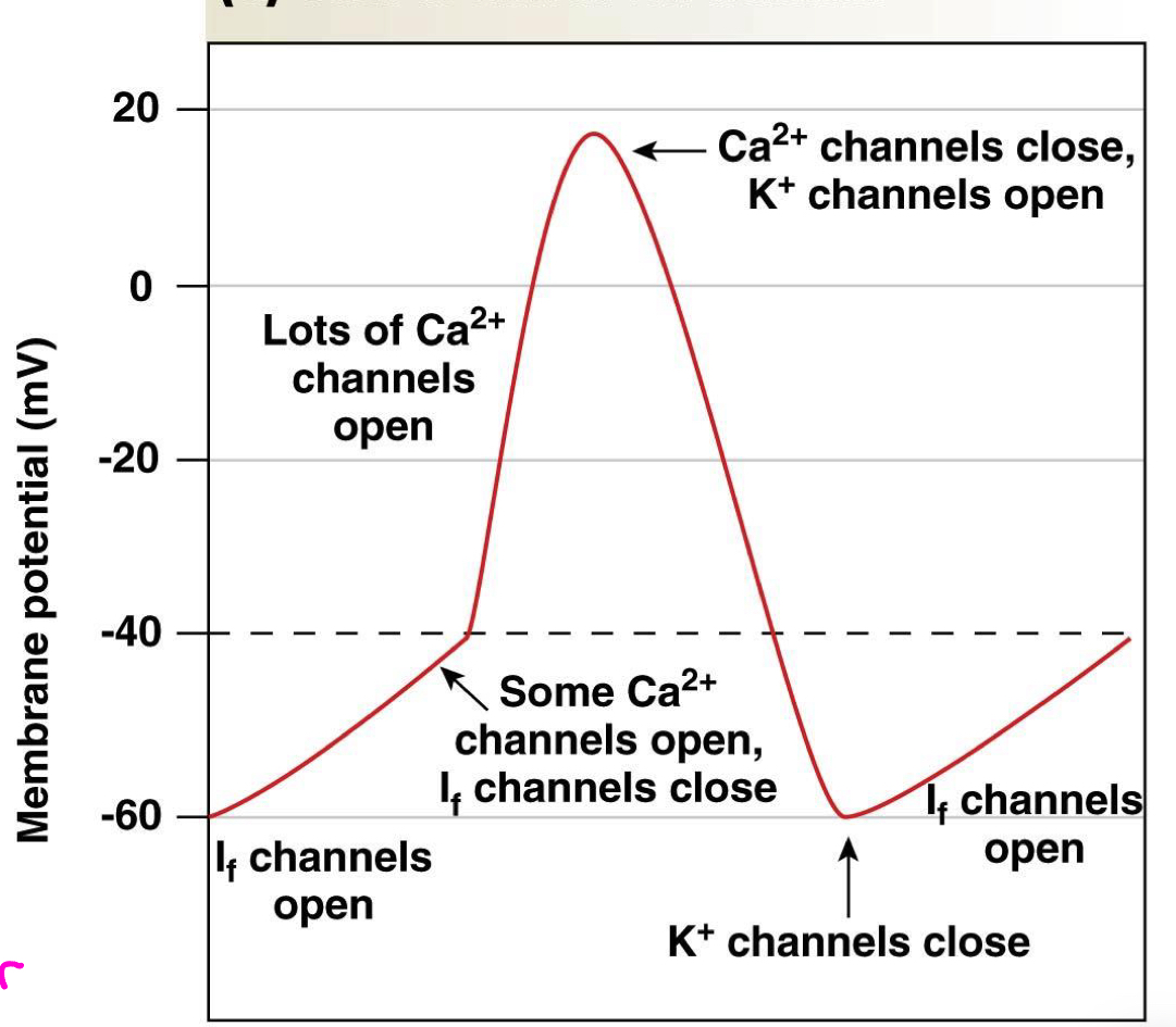 <p></p><ul><li><p>If channels open</p></li><li><p>Some calcium channels open then If channels close, then more calcium channels open. calcium increases (depolarization)</p></li><li><p>at the peak, calcium channels close and pottasium channels open</p></li><li><p>potassium channels close. potassium decreases (repolarization)</p></li><li><p>If channels open up again</p></li></ul><p></p>