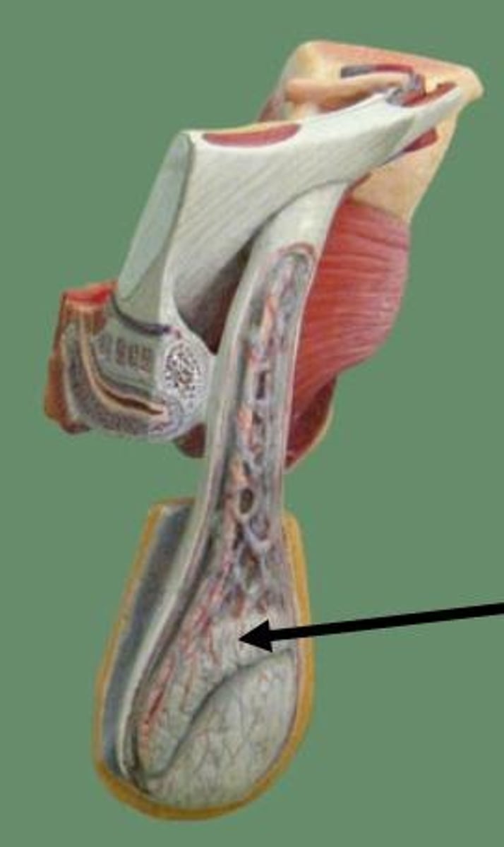 <p>Coiled tube located on the surface of the testes where sperm mature and are stored.</p>