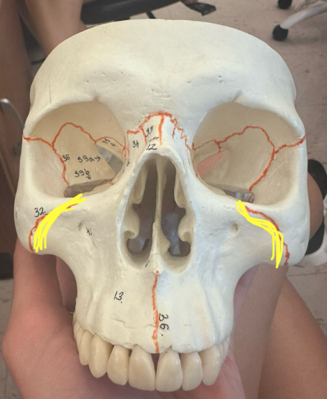 <p>What is highlighted in yellow? </p>